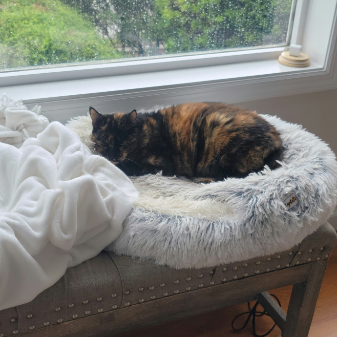 Purr-Fectly Friendly Feline Care