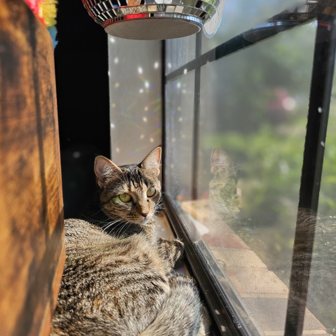 Shanno's Loving Cat Sits In Wylie
