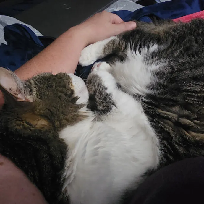 Diane's Cat Sitting Services