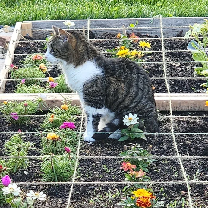 Diane's Cat Sitting Services