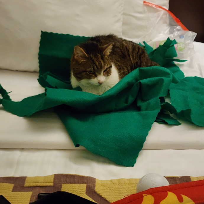 Diane's Cat Sitting Services