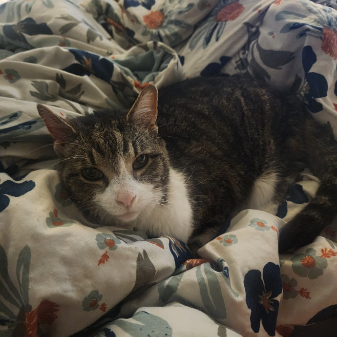 Diane's Cat Sitting Services