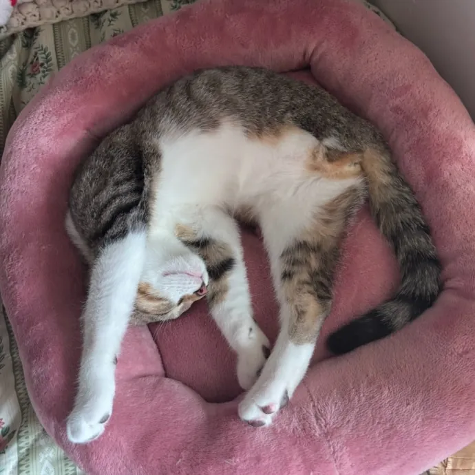 Proud Tripod Cat Mom photo 4