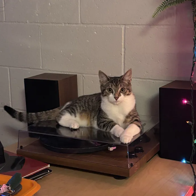 Proud Tripod Cat Mom photo 2