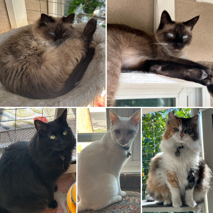 Nicole's Encino Cat Care photo 2