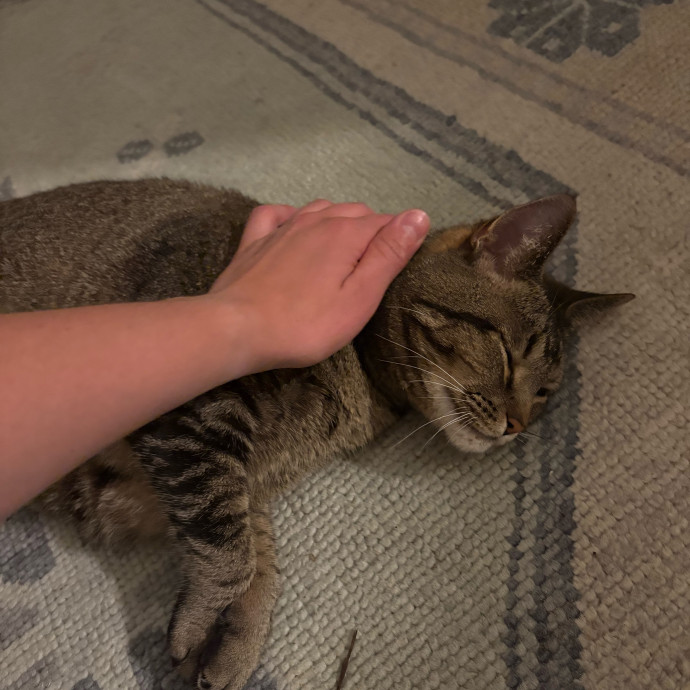 Genuine Care For Your Kitty