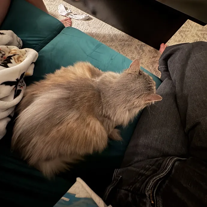 Genuine Care For Your Kitty