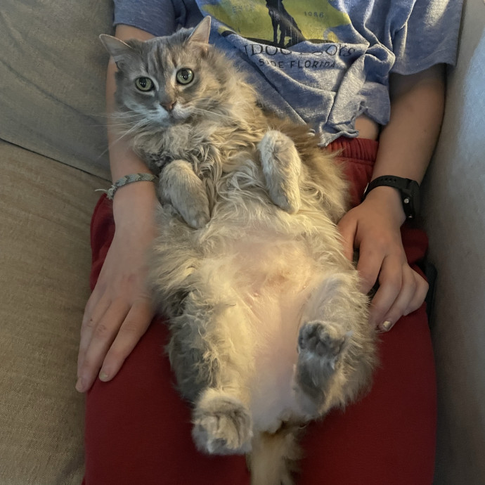 Genuine Care For Your Kitty