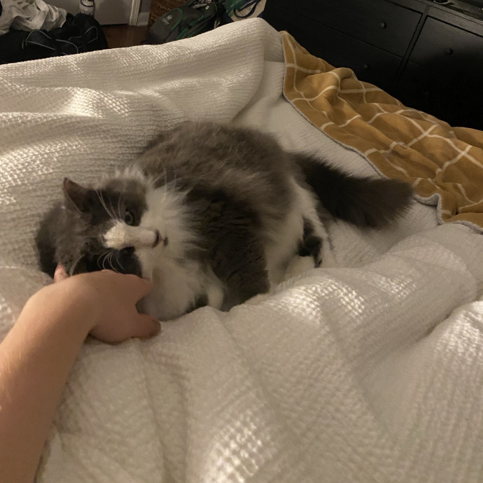 Genuine Care For Your Kitty