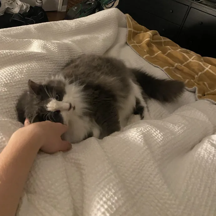 Genuine Care For Your Kitty photo 3