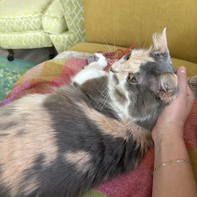 Genuine Care For Your Kitty photo 2