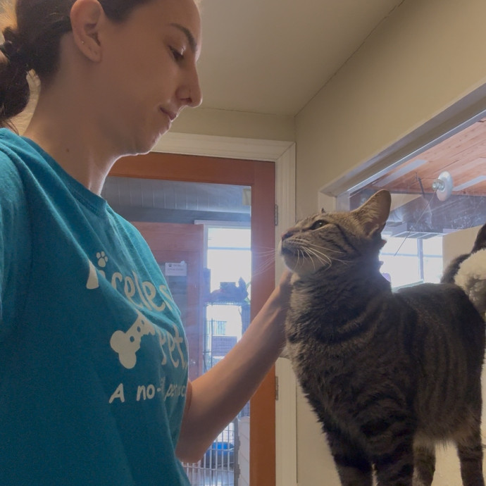 Whisker-Approved Cat Sitter