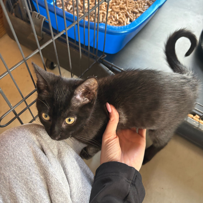 Whisker-Approved Cat Sitter