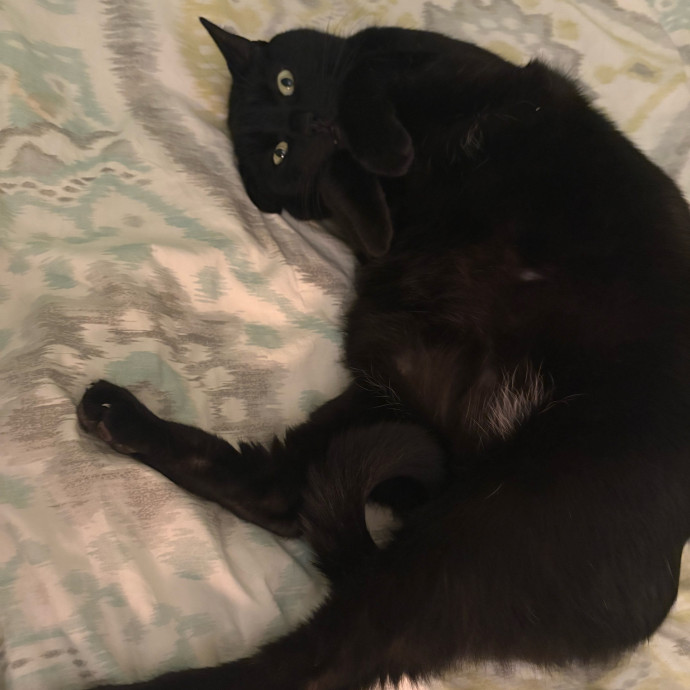 Whisker-Approved Cat Sitter