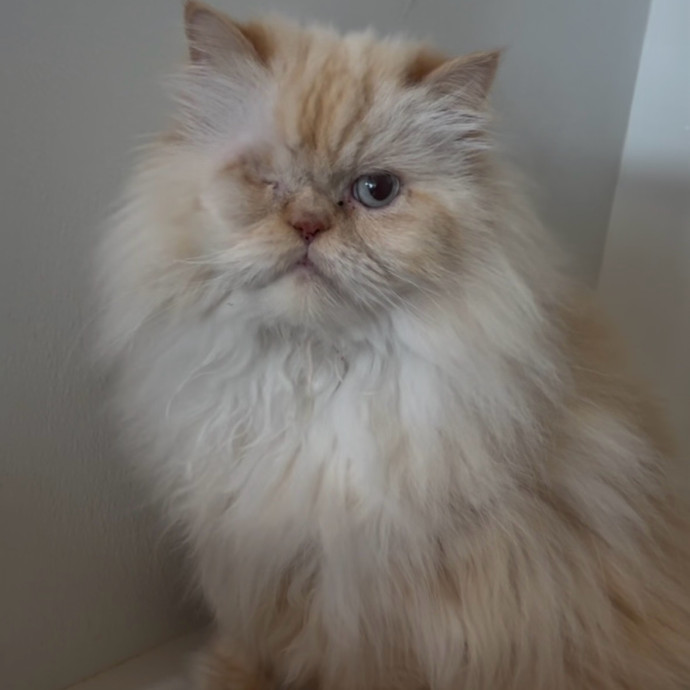Whisker-Approved Cat Sitter photo 3