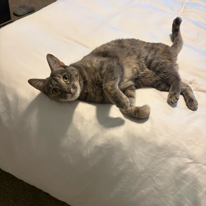 Whisker-Approved Cat Sitter photo 2