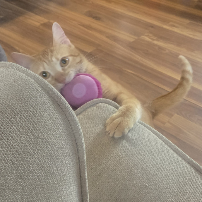 Loving And Reliable Cat Lover