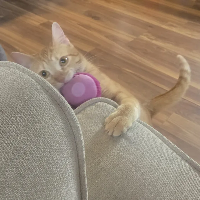 Loving And Reliable Cat Lover