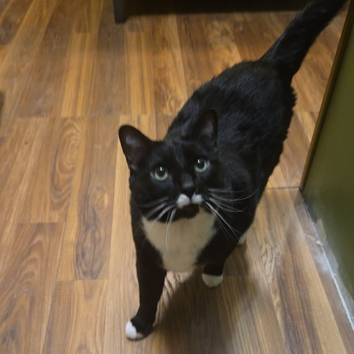 Loving And Reliable Cat Lover
