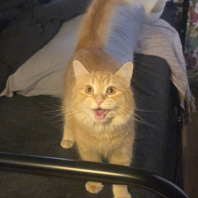 Loving And Reliable Cat Lover photo 3