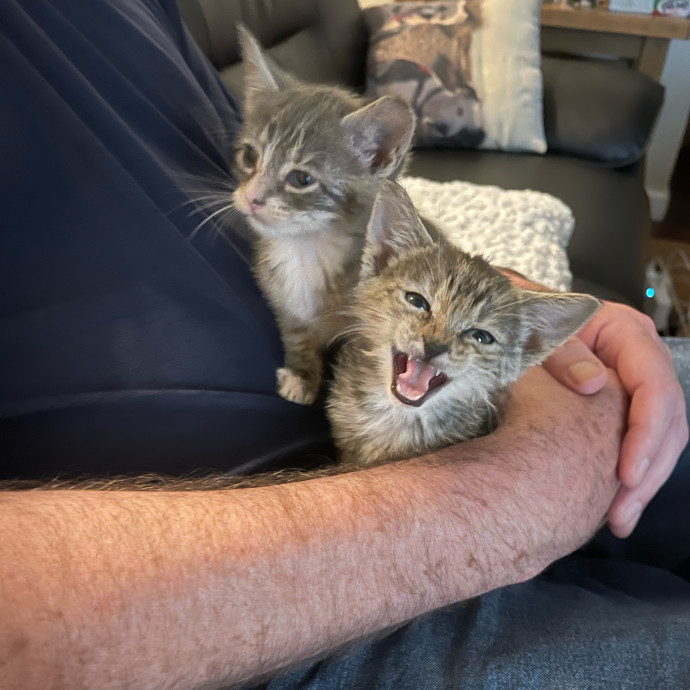 Loving Mature Cat Sitter Ready To Help