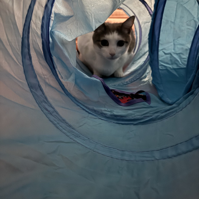 Loving Mature Cat Sitter Ready To Help photo 3