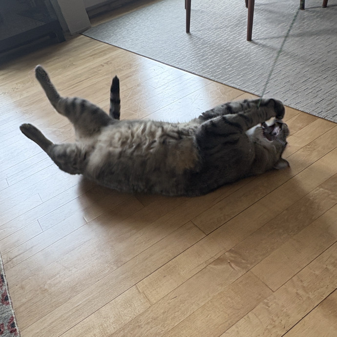 Alison Simply Loves Cats And Cat Sitting