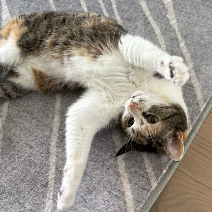 Alison Simply Loves Cats And Cat Sitting photo 2