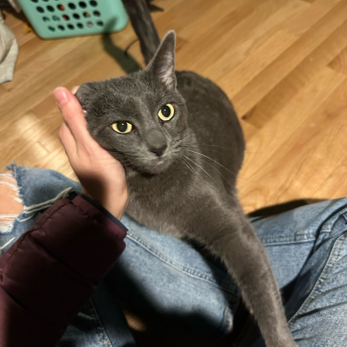 Cat Companion