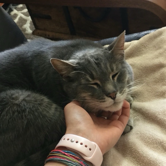Cat Companion