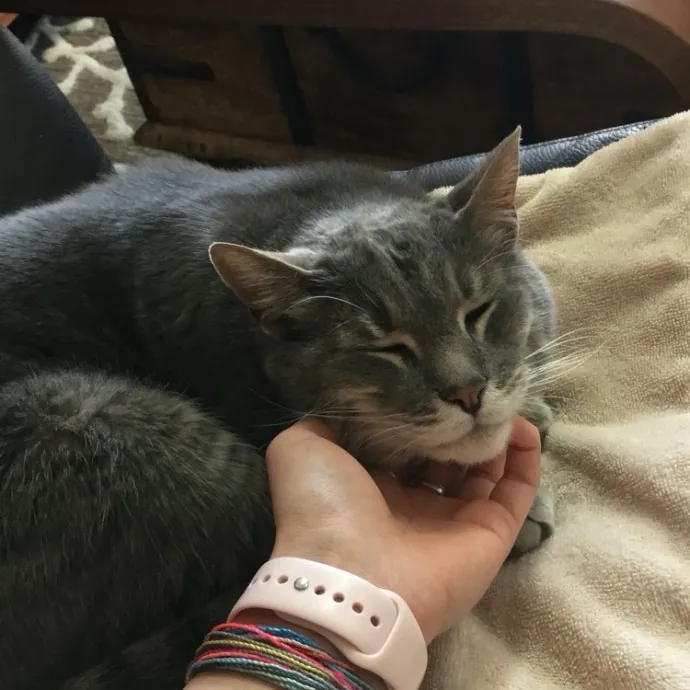 Cat Companion