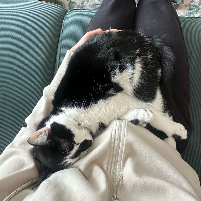 Cat Companion