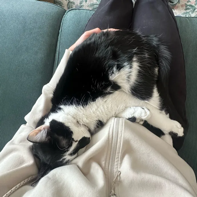 Cat Companion