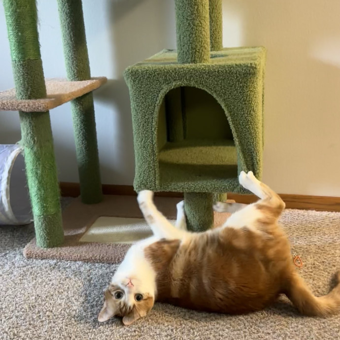 Cat Companion