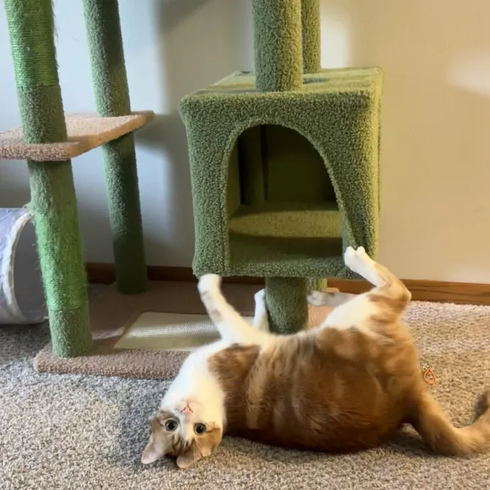 Cat Companion