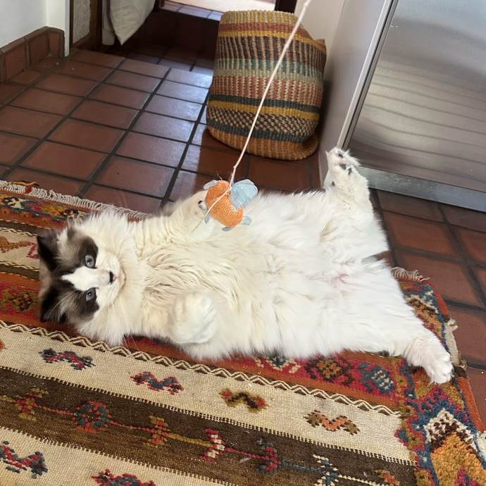 Cat Companion