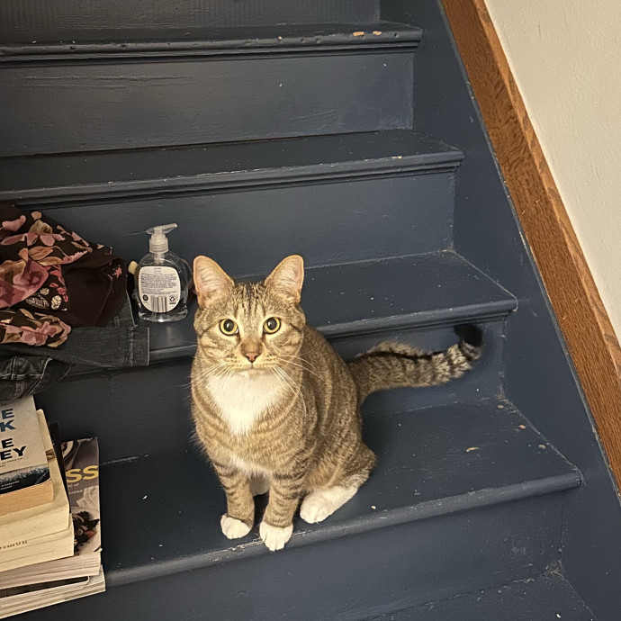Cat Companion