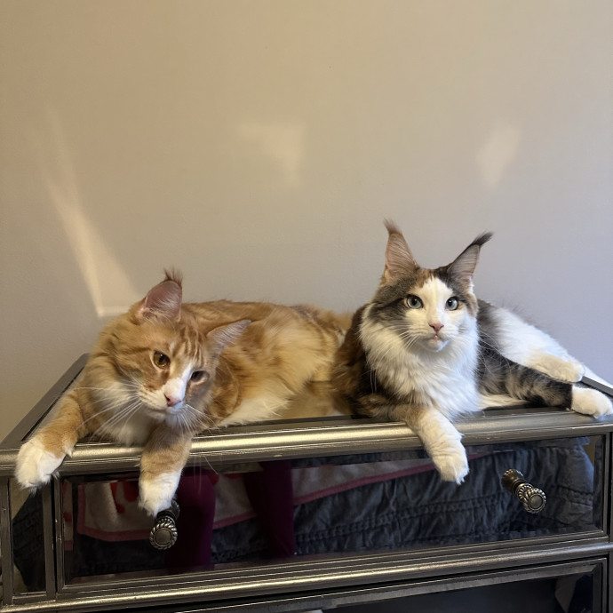 Cat Companion