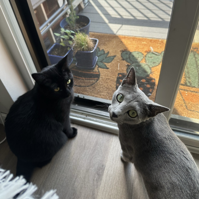 Cat Companion photo 3