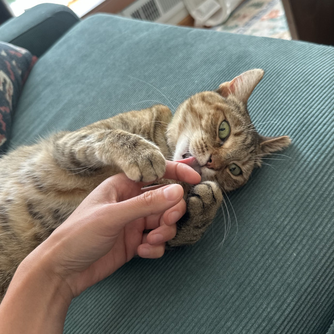 Cat Companion photo 2