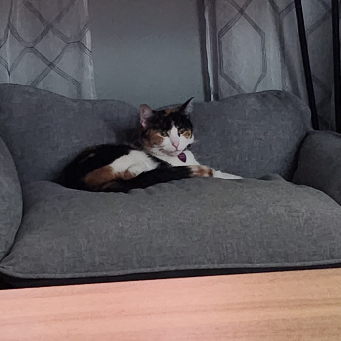 From Purrs To Insulin I've Got It