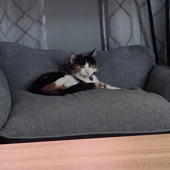 From Purrs To Insulin I've Got It