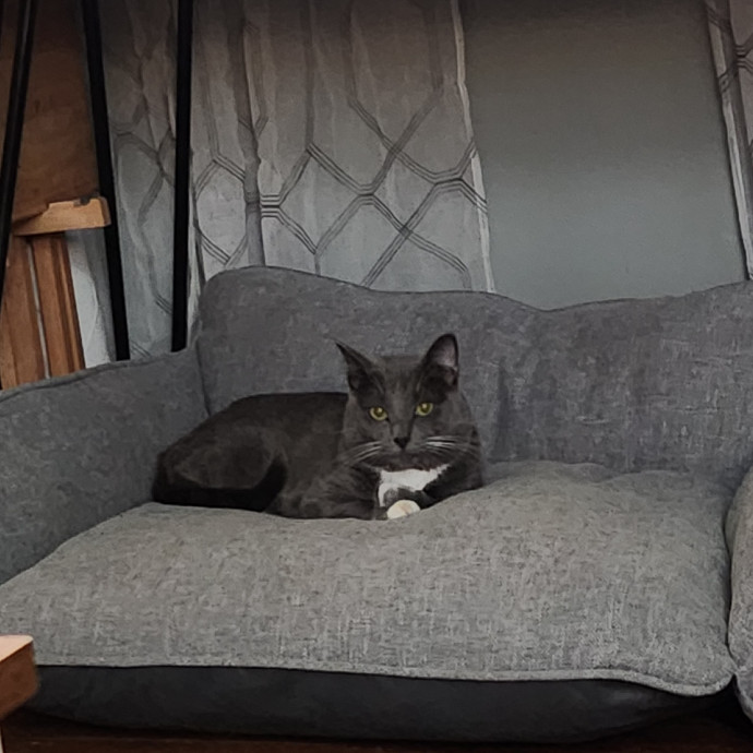 From Purrs To Insulin I've Got It