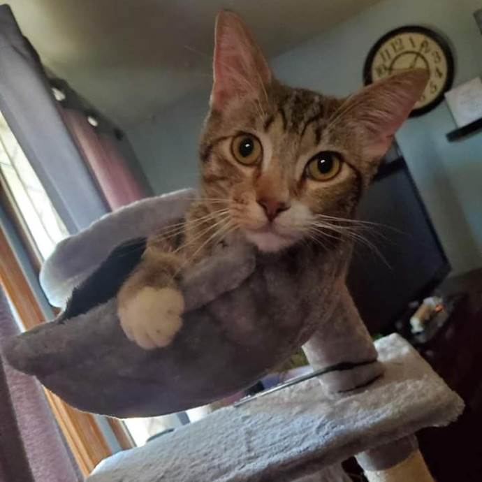 From Purrs To Insulin I've Got It