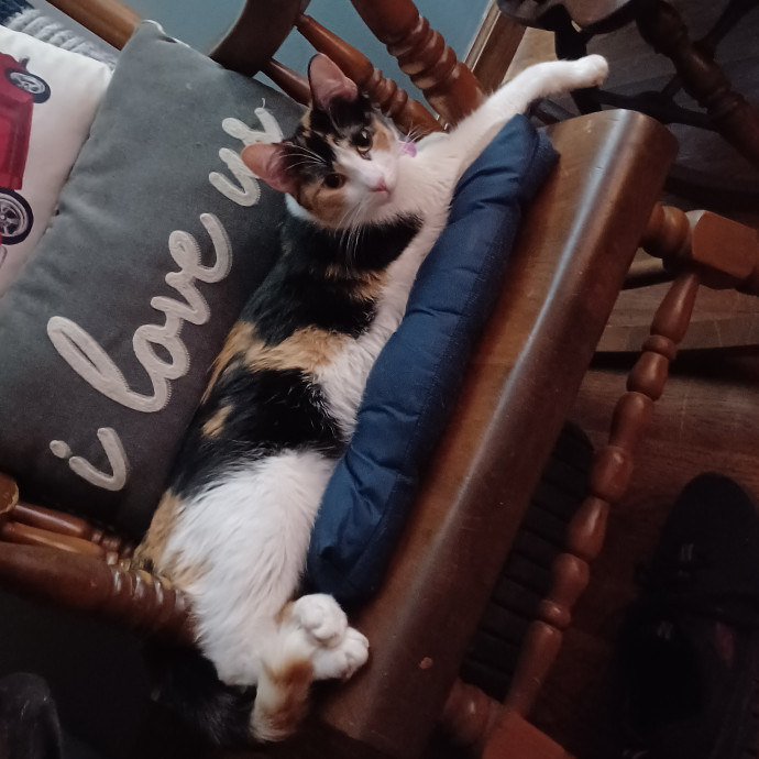 From Purrs To Insulin I've Got It