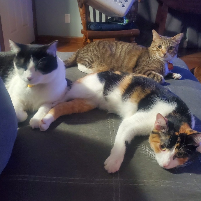 From Purrs To Insulin I've Got It