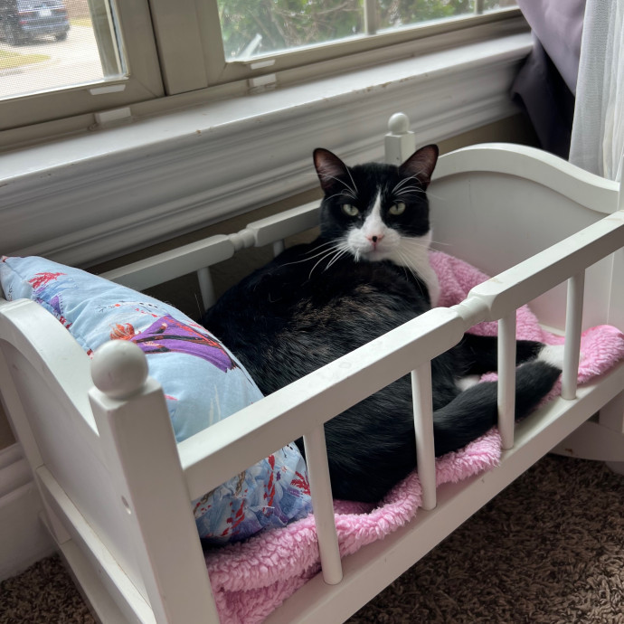 Meowvaleous Marlena's Cat Sitting