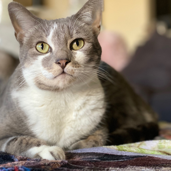 Meowvaleous Marlena's Cat Sitting