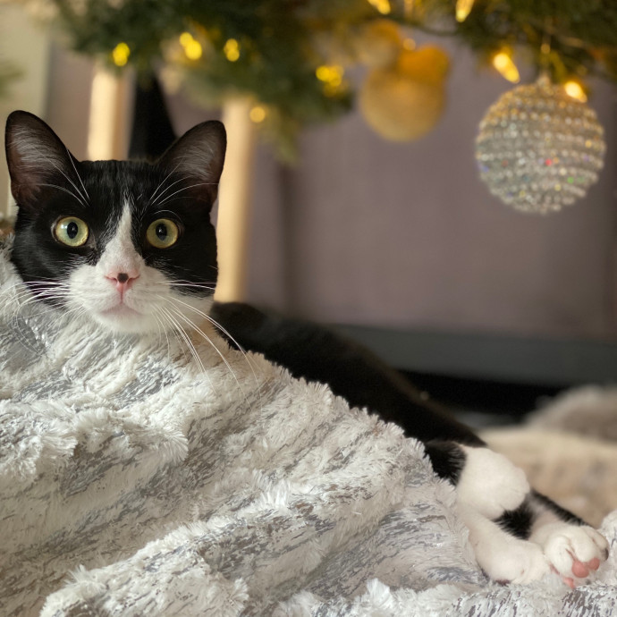 Meowvaleous Marlena's Cat Sitting