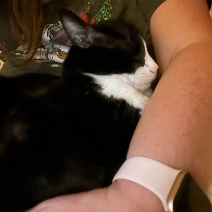 Meowvaleous Marlena's Cat Sitting